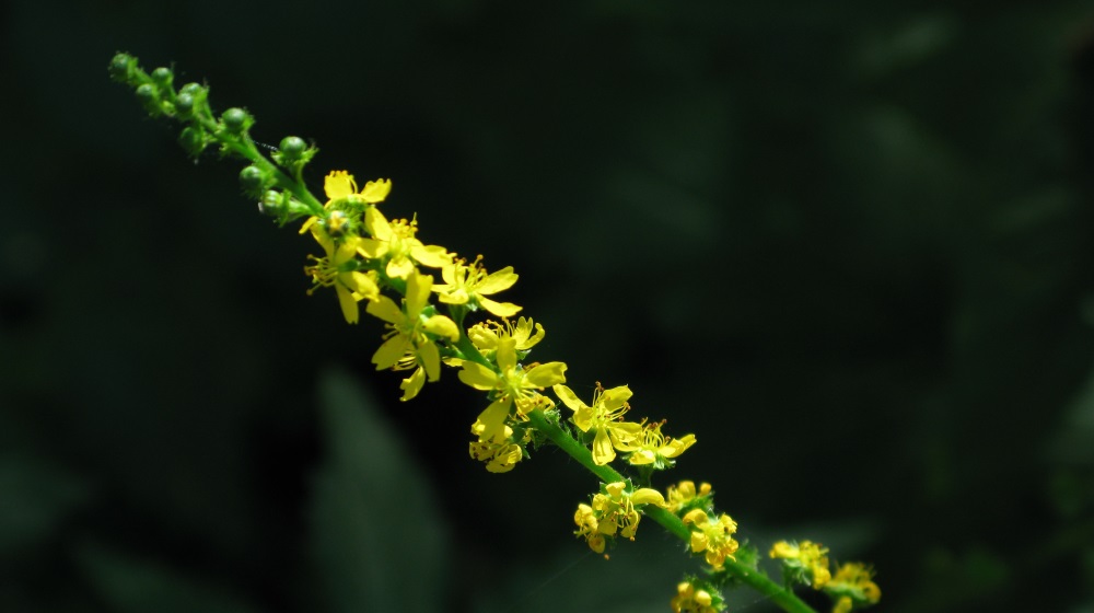 Imagen de la planta Agrimonia, esencia de las flores de bach. Con la astrologia y las Flores de Bach se puede ahondar en la personalidad del niño y armonizar sus emociones. 